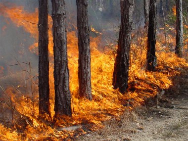 В области действует 19 лесных пожаров